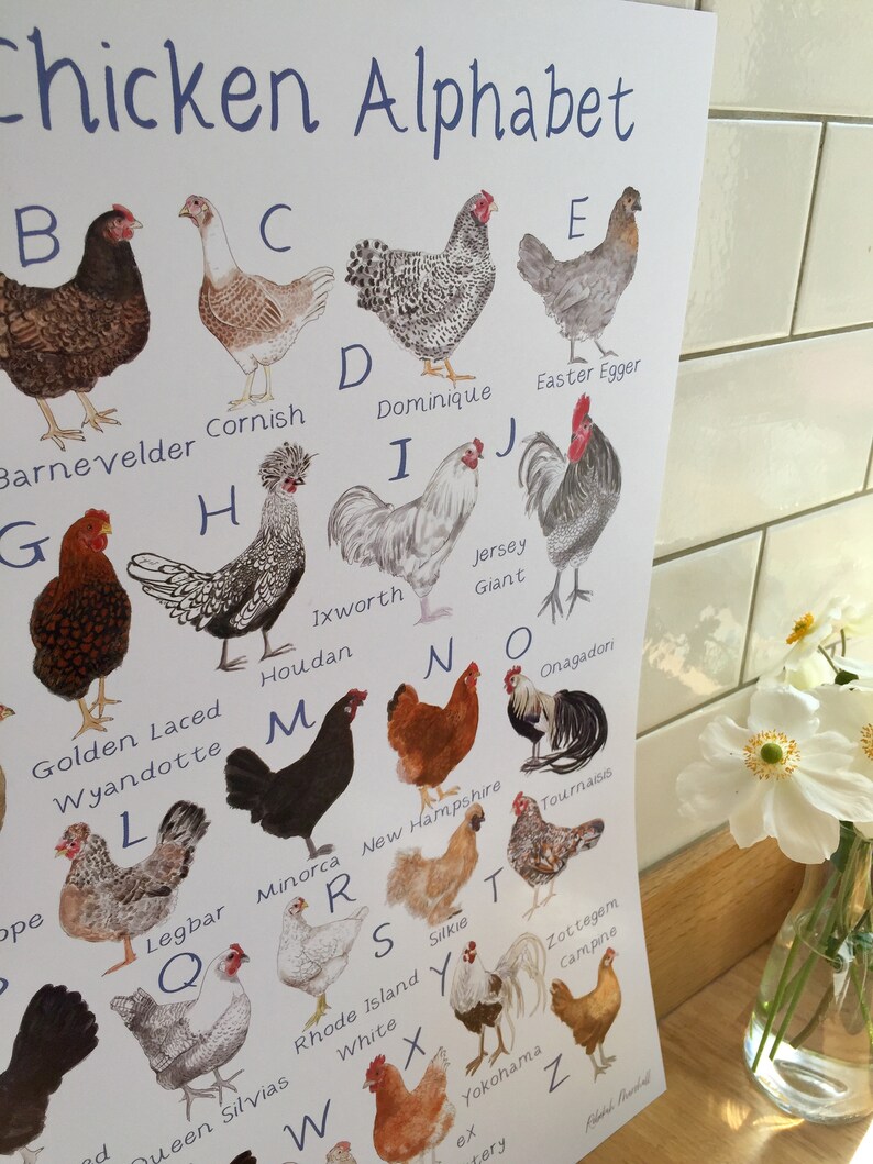 Chicken Alphabet Art Print A3 Etsy