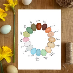 May include: A white sheet of paper with a circle of colored eggs. The eggs are labeled with different chicken breeds, including Ameraucana, Easter Egger, and Welsummer. The eggs are painted in shades of green, blue, brown, pink, and orange.