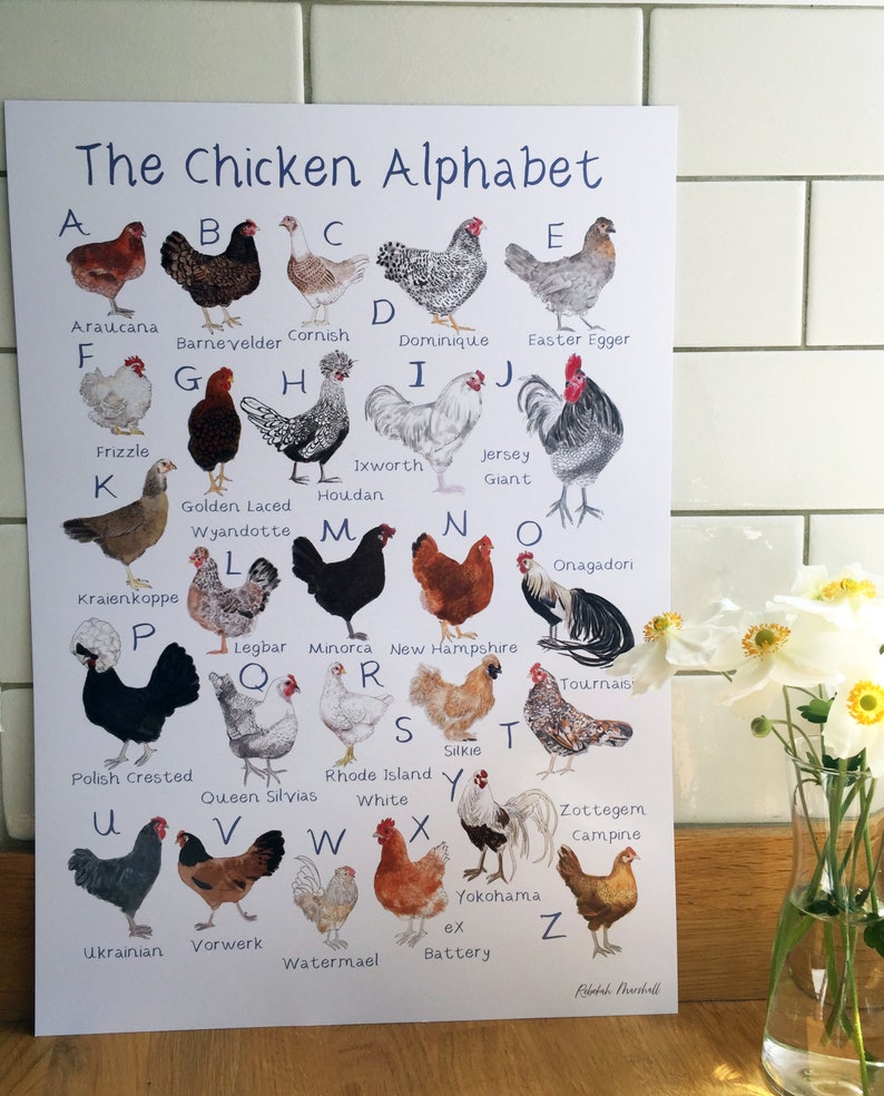 Chicken Alphabet Art Print A3 Etsy