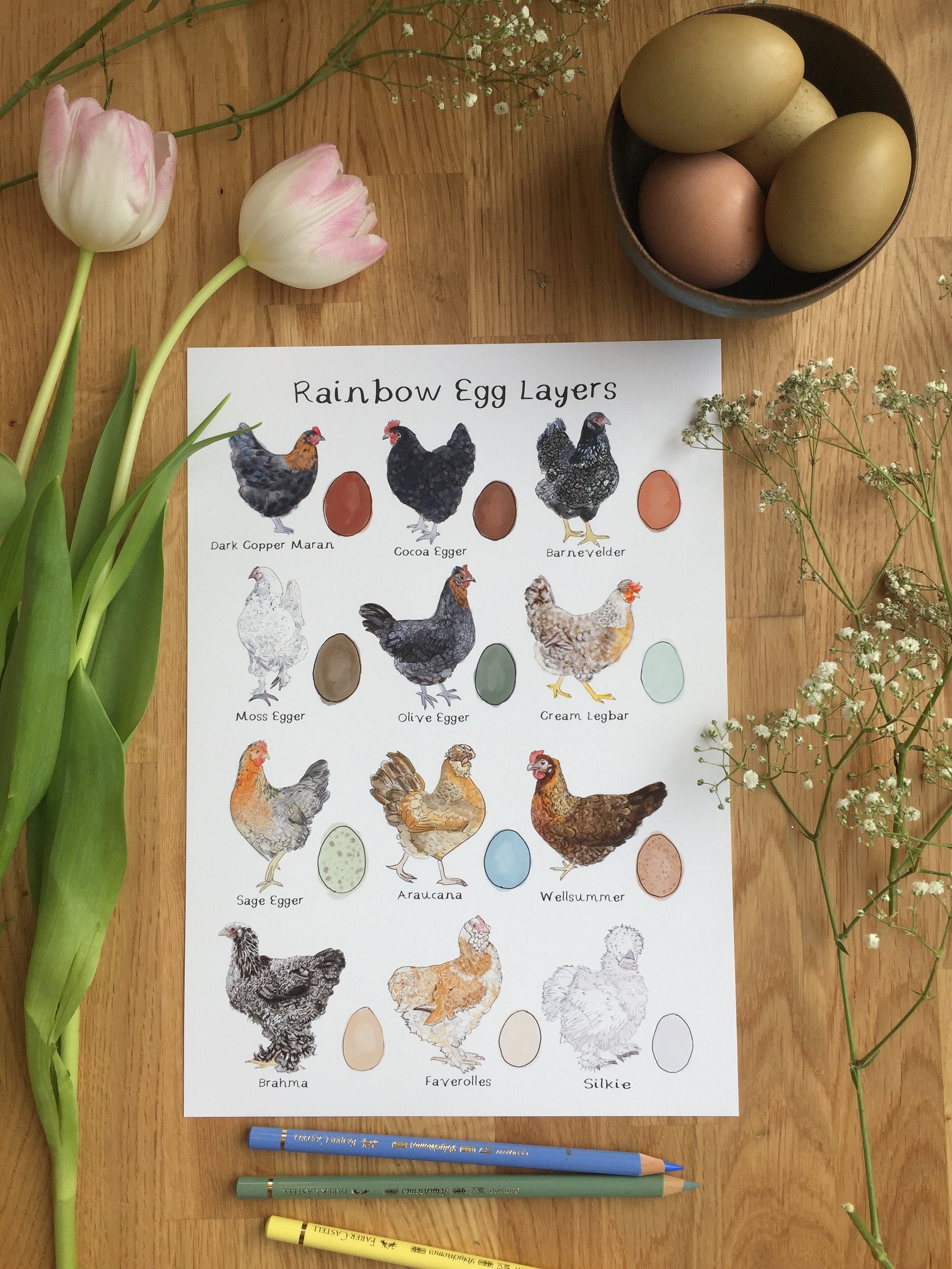 Rainbow Egg Layers Art Print, Chicken Art Print, Hen Art Print, Chicken Alphabet Art, Chicken Breeds Print