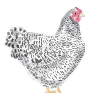 May include: Watercolor illustration of a chicken. The bird is depicted in profile, with a speckled gray and white body, a red comb and wattle, and yellow legs. The artwork is set against a white background.