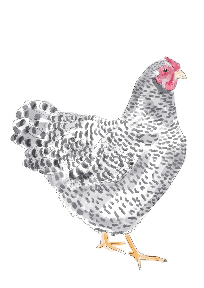 May include: Watercolor illustration of a chicken. The bird is depicted in profile, with a speckled gray and white body, a red comb and wattle, and yellow legs. The artwork is set against a white background.