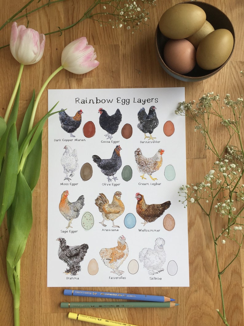 Rainbow Egg Layers Greetings Card, Chicken Card, Chicken gift, Easter Card, Bird Card, Hen Card, Chicken themed Gift image 4