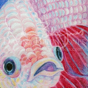DOWNLOAD DIGITAL - Retrato Betta Pinot