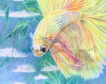 DIGITAL DOWNLOAD - Crayon Sky Betta