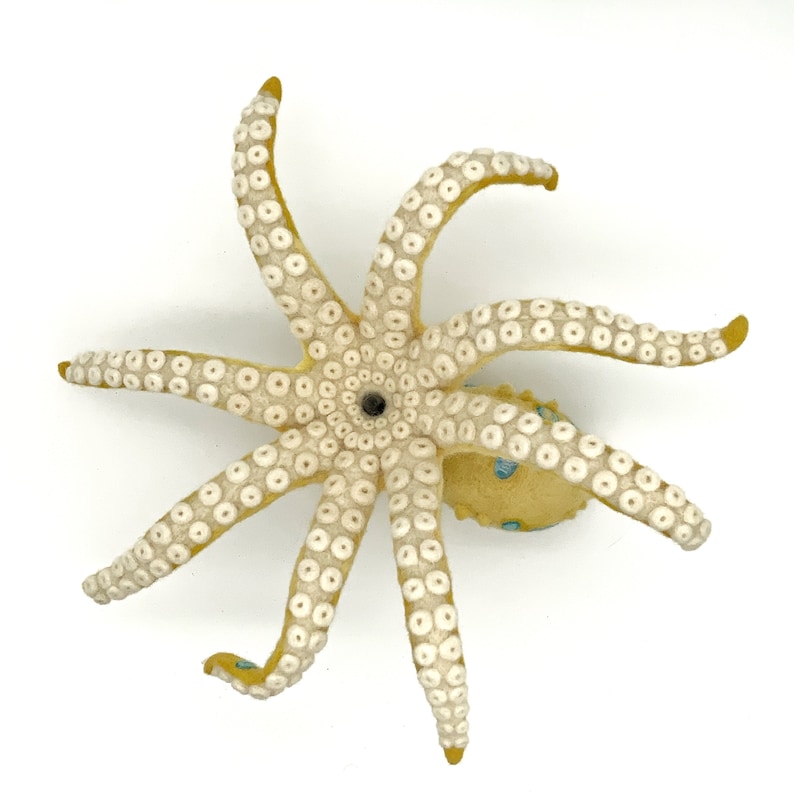 Blue-ringed Octopus image 8