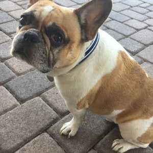 Dog Collar Navy Stripe