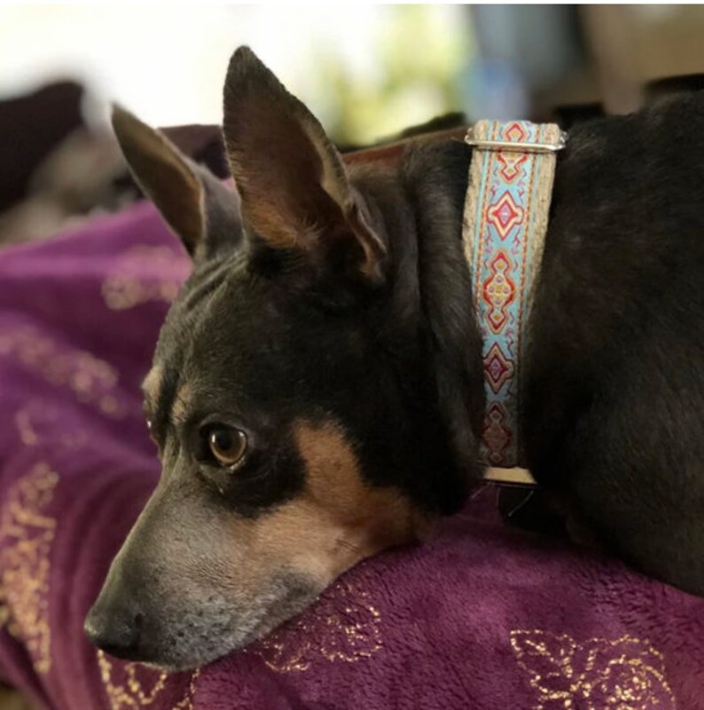 Pode incluir: Um c&atilde;o usando uma coleira decorativa com fundo azul claro e padr&otilde;es geom&eacute;tricos vermelhos e laranja. O c&atilde;o tem pelo preto com marcas castanhas e est&aacute; descansando em uma superf&iacute;cie roxa.