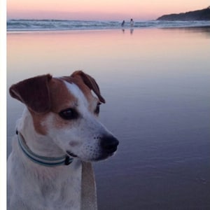 Dog Collar Teal Stripes