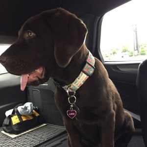 Dog Collar Flamingo&#39;s