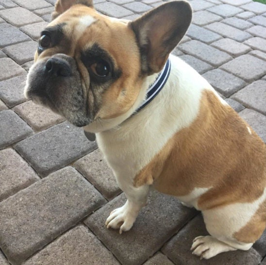 Dog Collar Navy Stripe