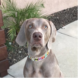 Dog Collar Super Hero Print