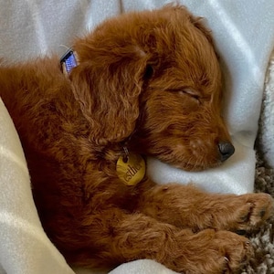 Puede incluir: Un cachorro durmiendo, de color marr&oacute;n rojizo, con los ojos cerrados, descansando sobre una suave manta blanca. El cachorro lleva un collar azul y una peque&ntilde;a etiqueta redonda que dice "Esther". El pelaje del cachorro es esponjoso y rizado.