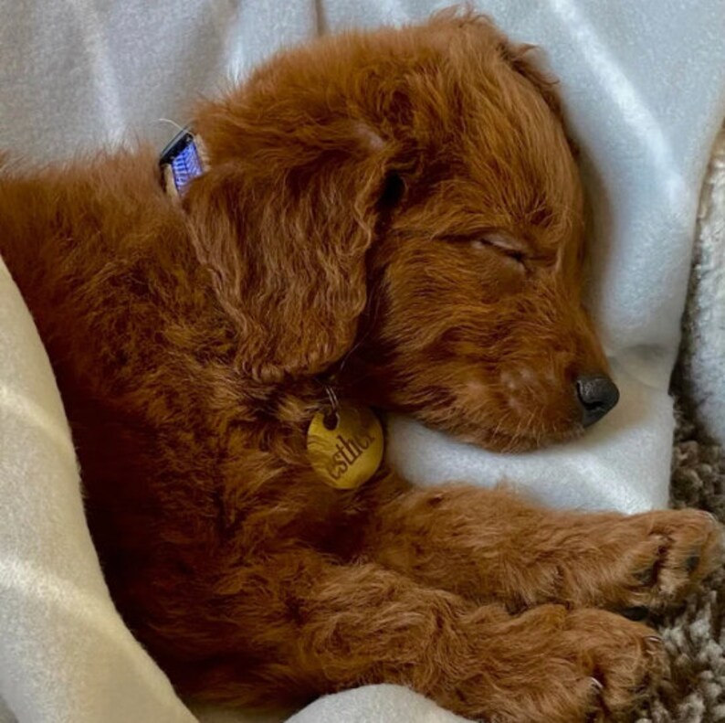 Puede incluir: Un cachorro durmiendo, de color marr&oacute;n rojizo, con los ojos cerrados, descansando sobre una suave manta blanca. El cachorro lleva un collar azul y una peque&ntilde;a etiqueta redonda que dice "Esther". El pelaje del cachorro es esponjoso y rizado.