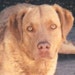 Propietario de <a href='https://www.etsy.com/mx/shop/GreenBeanDog?ref=l2-about-shopname&from_page=listing' class='wt-text-link'>GreenBeanDog</a>