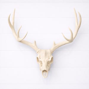 May include: Off-white deer skull wall decor with large antlers. The skull is mounted on a white background. The antlers are long and curved, and the skull has detailed features.