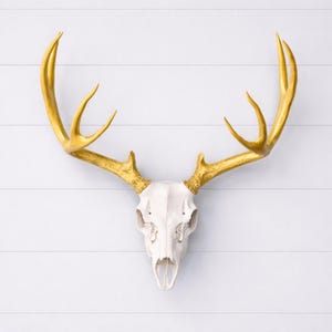 May include: A white deer skull with large, gold-painted antlers. The skull is mounted on a white, horizontal-planked wall. The antlers have multiple points and curve upwards, creating a striking contrast against the white background.