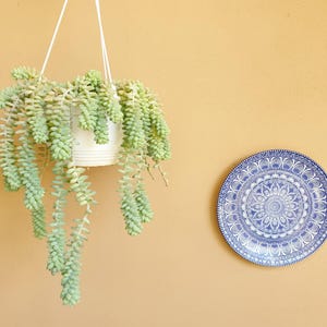 Sedum Morganianum cutting and leaves | Donkey Tail Succulent | Hanging succulent | Postbox Gift