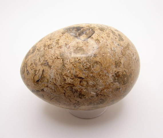 Vintage Oceanic Fossil Stone Egg with Stand