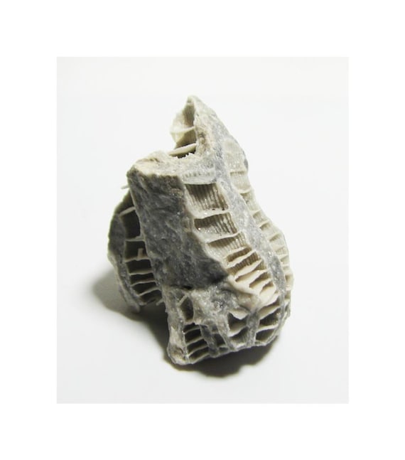 Paleozoic Tabulate Coral Fossil Ohio - Teacher Gift - Unique Geological Decor Third Eye Chakra Grounding Crystal Negativity Tool #15-19