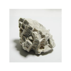 Puede incluir: Una roca fosilizada de color gris claro con una superficie texturizada. La roca tiene una estructura compleja y en capas con patrones visibles y pequeñas aberturas. El fósil parece ser un trozo de coral o vida marina similar.