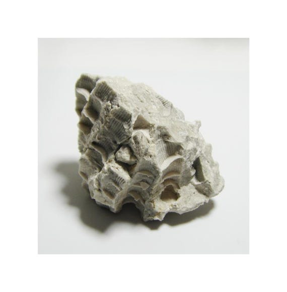 Paleozoic Tabulate Coral Fossil Ohio - Teacher Gift - Unique Geological Decor Third Eye Chakra Grounding Crystal Negativity Tool #10-14