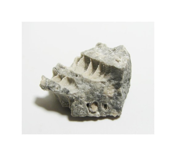 Paleozoic Tabulate Coral Fossil Ohio - Teacher Gift - Unique Geological Decor Third Eye Chakra Grounding Crystal Negativity Tool #30-33