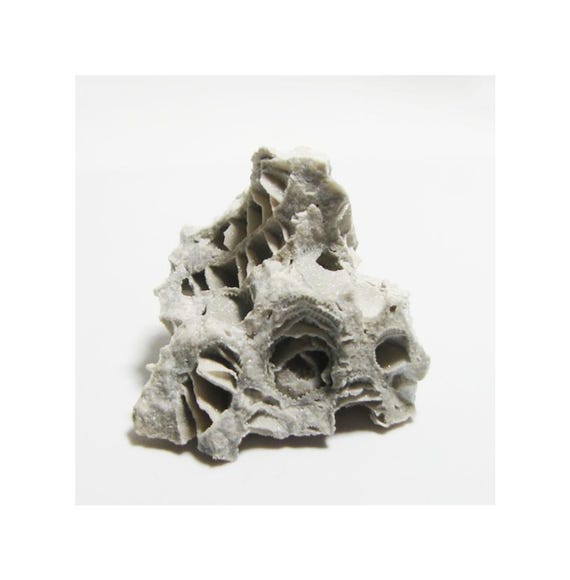 Paleozoic Tabulate Coral Fossil Ohio - Teacher Gift - Unique Geological Decor Third Eye Chakra Grounding Crystal Negativity Tool #25-29