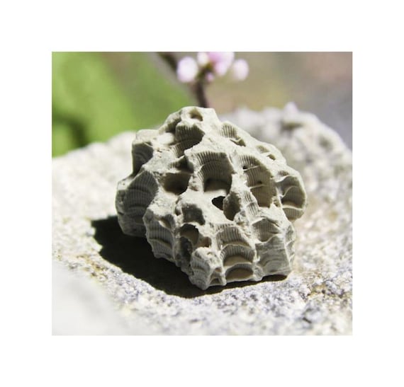 Paleozoic Tabulate Coral Fossil Ohio - Teacher Gift - Unique Geological Decor Third Eye Chakra Grounding Crystal Negativity Tool #46-49