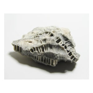 Puede incluir: Un fósil gris claro con una estructura de panal. El fósil tiene una superficie rugosa y texturizada sobre un fondo blanco. El intrincado patrón sugiere un origen marino.