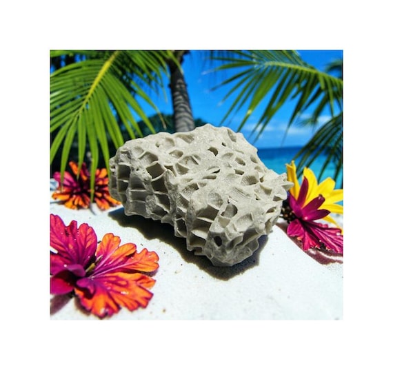 Paleozoic Tabulate Coral Fossil Ohio - Teacher Gift - Unique Geological Decor Third Eye Chakra Grounding Crystal Negativity Tool #40-45