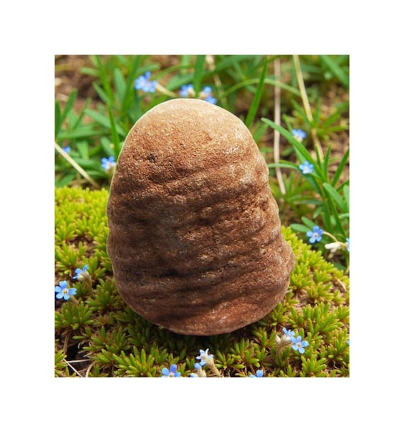 Real Crystals Raw Moroccan Stromatolite Fossil Specimen Ancient Terraformer Genesis Ancient Talisman #10-12