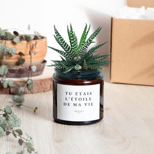 Peut inclure: Une petite plante succulente dans un bocal en verre brun avec un bord bleu foncé. Le bocal porte une étiquette blanche avec du texte français et une petite illustration de feuille. La plante a des feuilles rayées vertes et blanches.