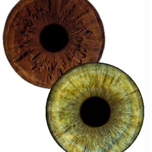 May include: Two circular human iris illustrations. The top iris is a deep, textured dark brown with radial patterns. The bottom iris is a vibrant, light green-yellow with fine, intricate fibre details radiating from a solid black central pupil.