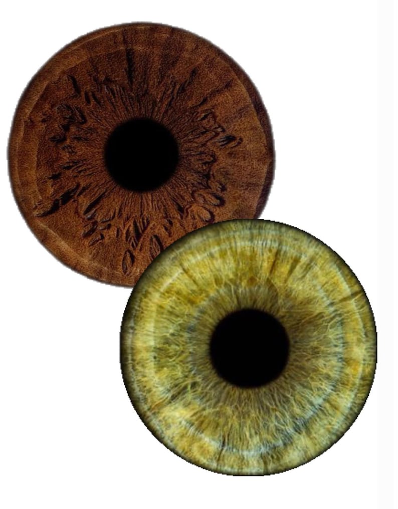 May include: Two circular human iris illustrations. The top iris is a deep, textured dark brown with radial patterns. The bottom iris is a vibrant, light green-yellow with fine, intricate fibre details radiating from a solid black central pupil.