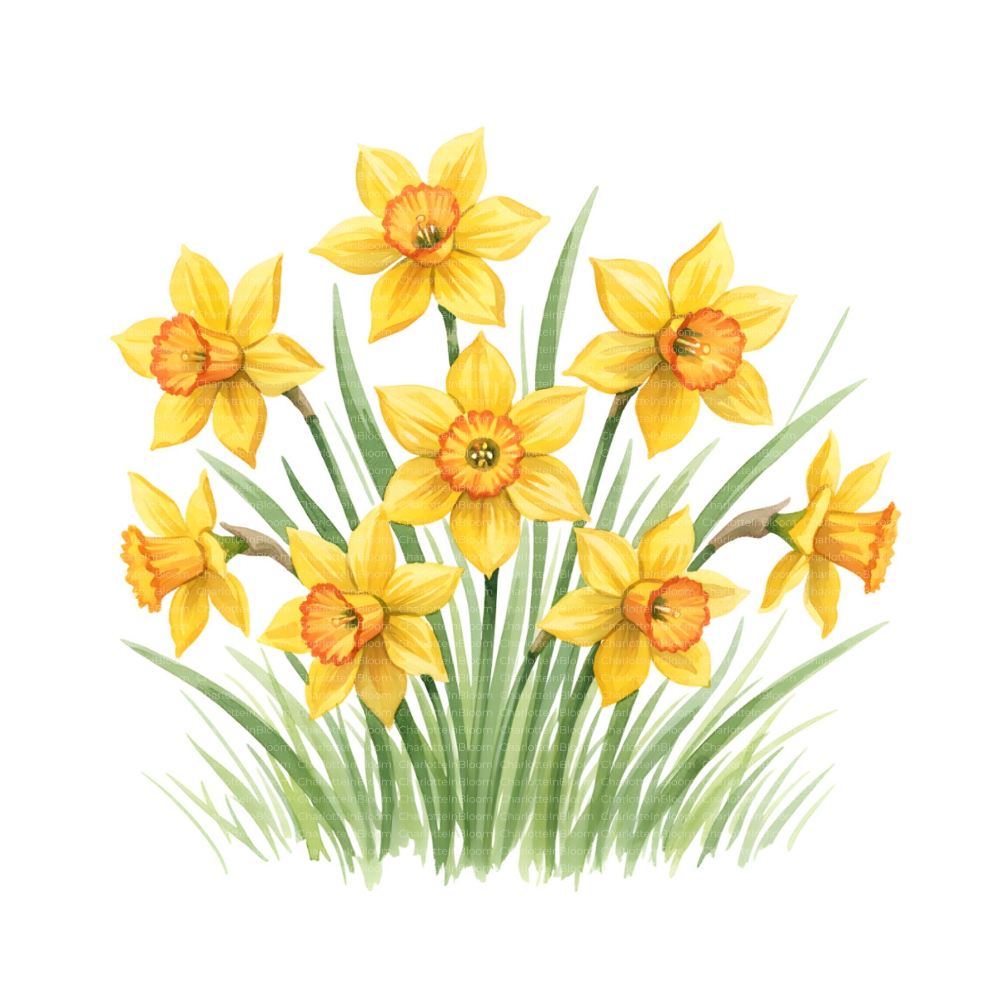 Watercolor Daffodil Clipart Bundle: Spring Flower, Yellow Flower ...