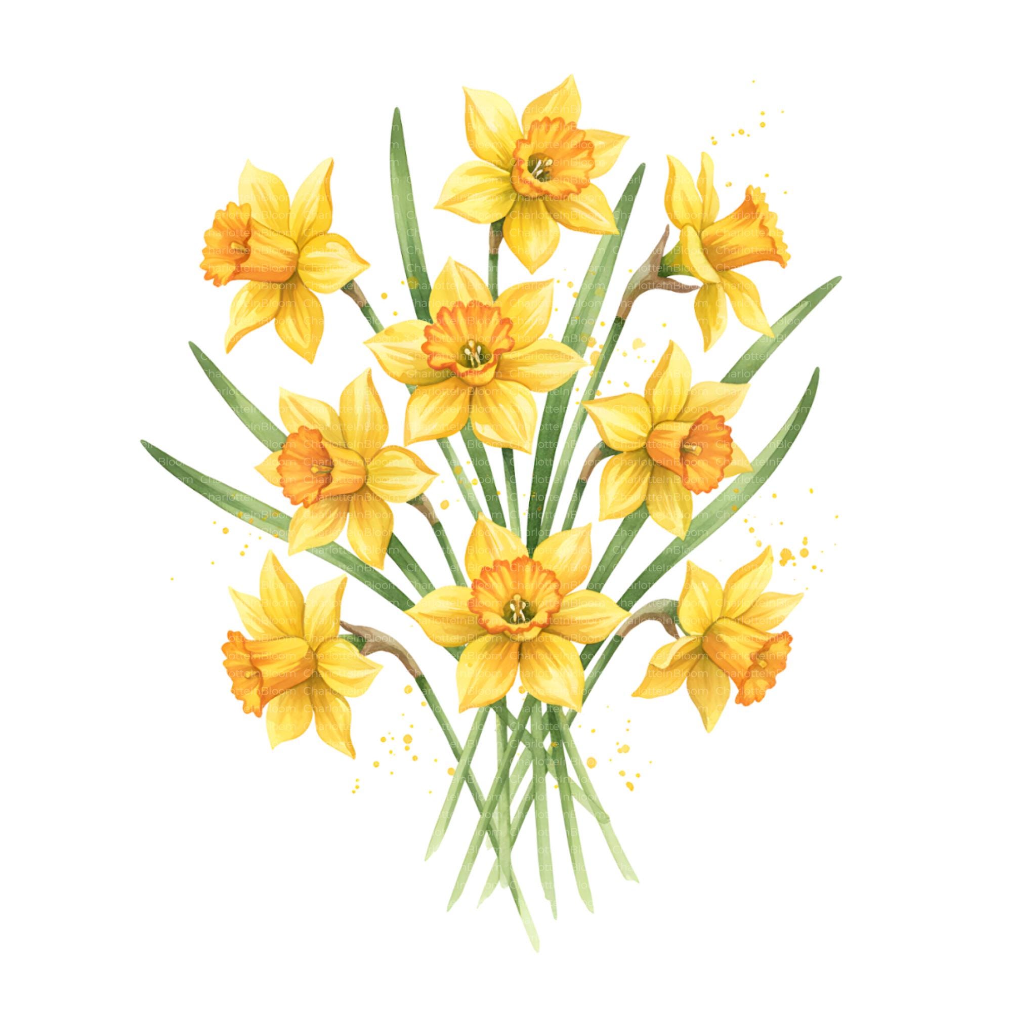 Watercolor Daffodil Clipart Bundle: Spring Flower, Yellow Flower ...
