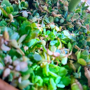 EASY TO GROW succulent - Mother of Millions (thousands) seeds