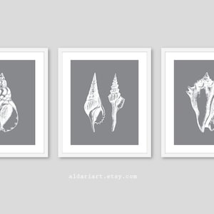 May include: Three framed art prints featuring detailed white seashell illustrations on a gray background. The prints are in white frames. The artwork is a coastal theme, perfect for beach house decor. The website aldariart.etsy.com is printed at the bottom.