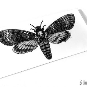 Death's-head Moth, Art Print - Etsy
