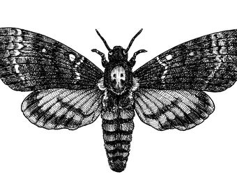 Death's-head Moth, Art Print