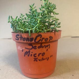 May include: A small potted Stone Crop Sedum 'Micro Texturs' plant. The plant has vibrant green, fleshy leaves and stems. The terracotta-colored pot has handwritten text on it. The plant is a succulent, suitable for indoor or outdoor use.