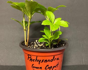 Pachysandra "Green carpet" 4" Pot Starter Plants of Pachysandra