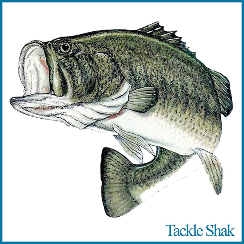 May include: A detailed illustration of a largemouth bass, a popular freshwater fish, with a green and brown color scheme. The fish is depicted with its mouth open, showcasing its sharp teeth. The illustration is set against a white background.