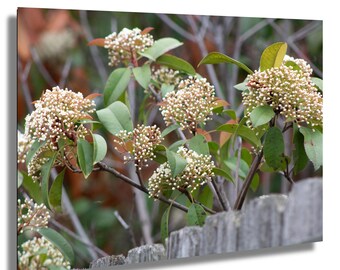 Skimmia Japonica Flower Print – Whimsical Botanical Wall Art, Pink Garden Bloom Photography, Quiet Spring Close-Up Photo
