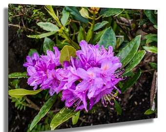 Pacific Rhododendron Flower Print – Botanical Wall Art Flower print, Secret Garden Floral Photography, Soft Nature Close-Up