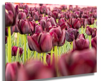Close-Up Tulip Flower Print – Whimsical Botanical Photography, Pink Spring Bloom Macro Wall Art, Still Garden Moment Photo