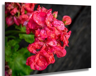Geranium Flower Tribute Print – Whimsical Botanical Wall Art, Feminine Aging Empowerment Gift, Erma Bombeck Inspired Photo