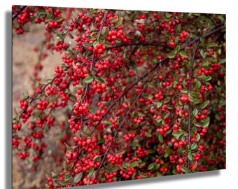 Berry Tree Photography Print – Whimsical Botanical Wall Art, Nature Close-Up in Urban Setting, Wild Fruit Tree Decor
