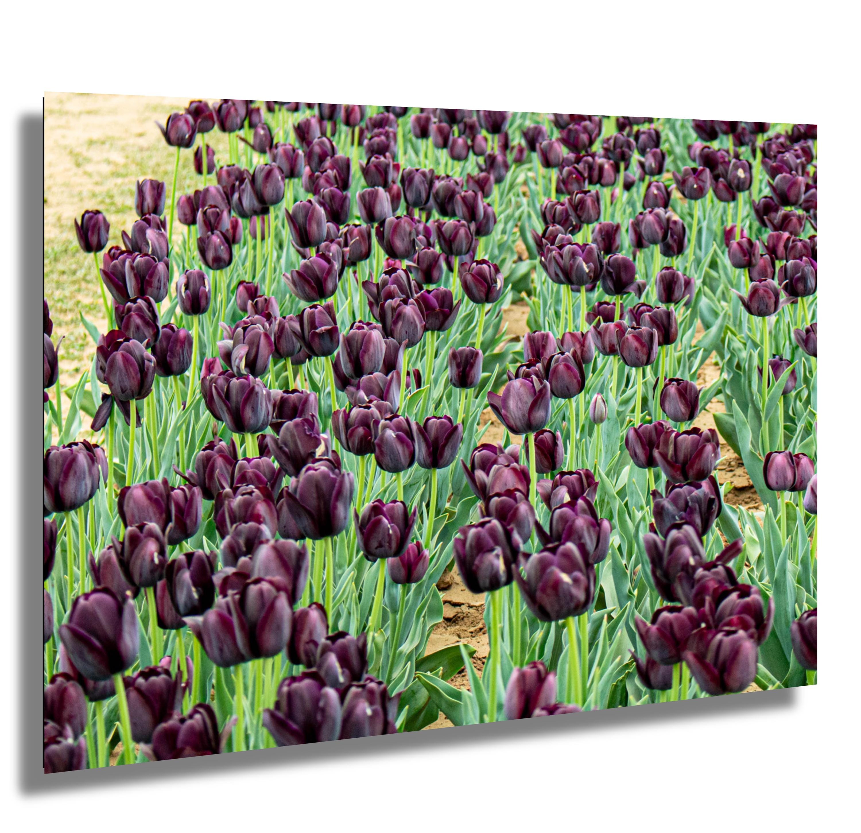 Tulip Garden Wall Art – Texas Spring Floral Photography, Whimsical Flower Field Print, Urban Garden Botanical Decor